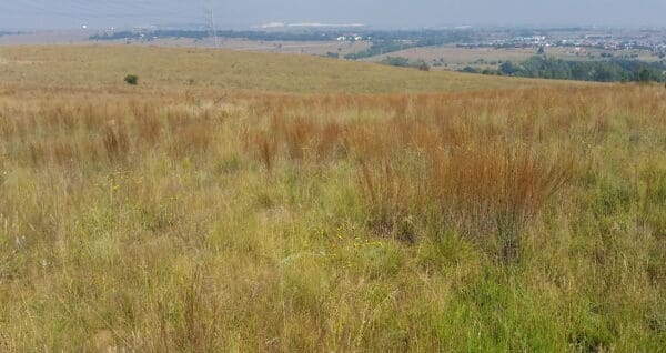 Gauteng Mix - Image 2