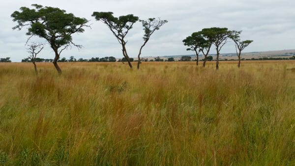 Limpopo Mix - Image 2