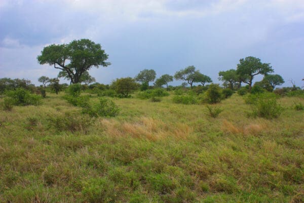 Marloth Park Mix - Image 2