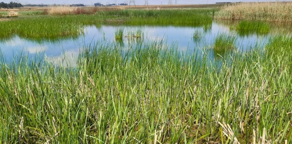 Wetland Mix - Image 2
