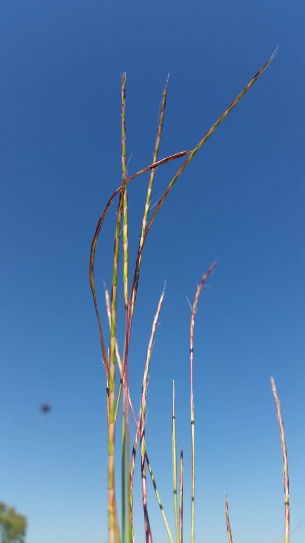 Schizachyrium sanguineum - Image 5