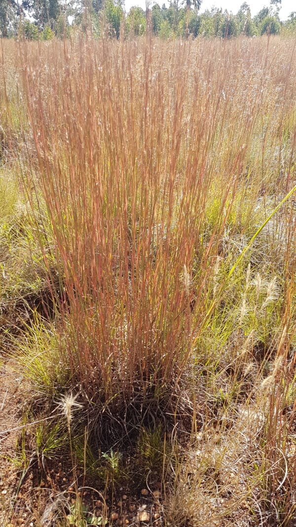 Schizachyrium sanguineum