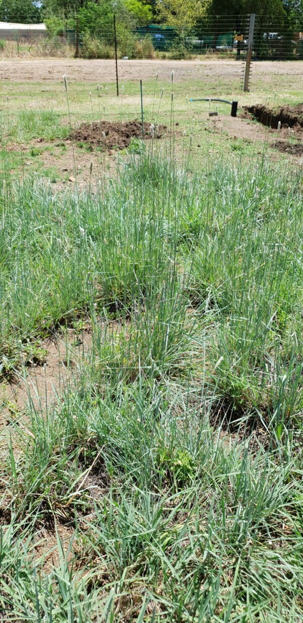 Anthephora pubescens - Image 3