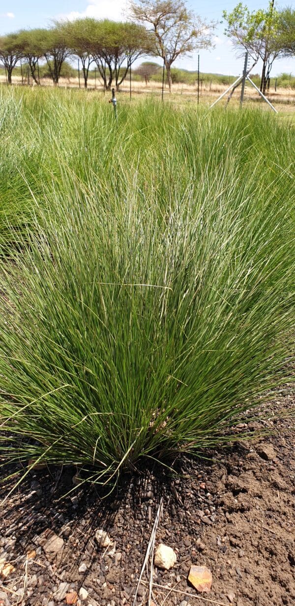 Aristida junciformis
