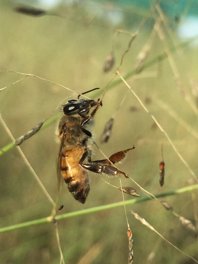 bee on grass supplied by diverse ecological solutions