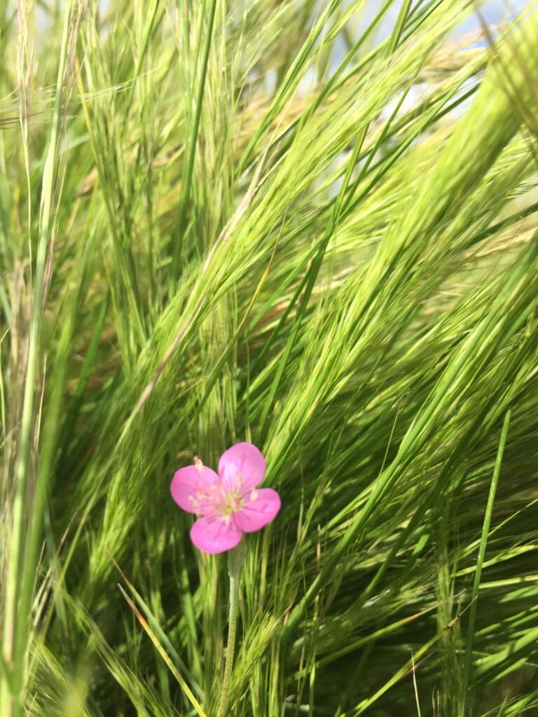 diverse ecological solutions grass and grass seed mixes