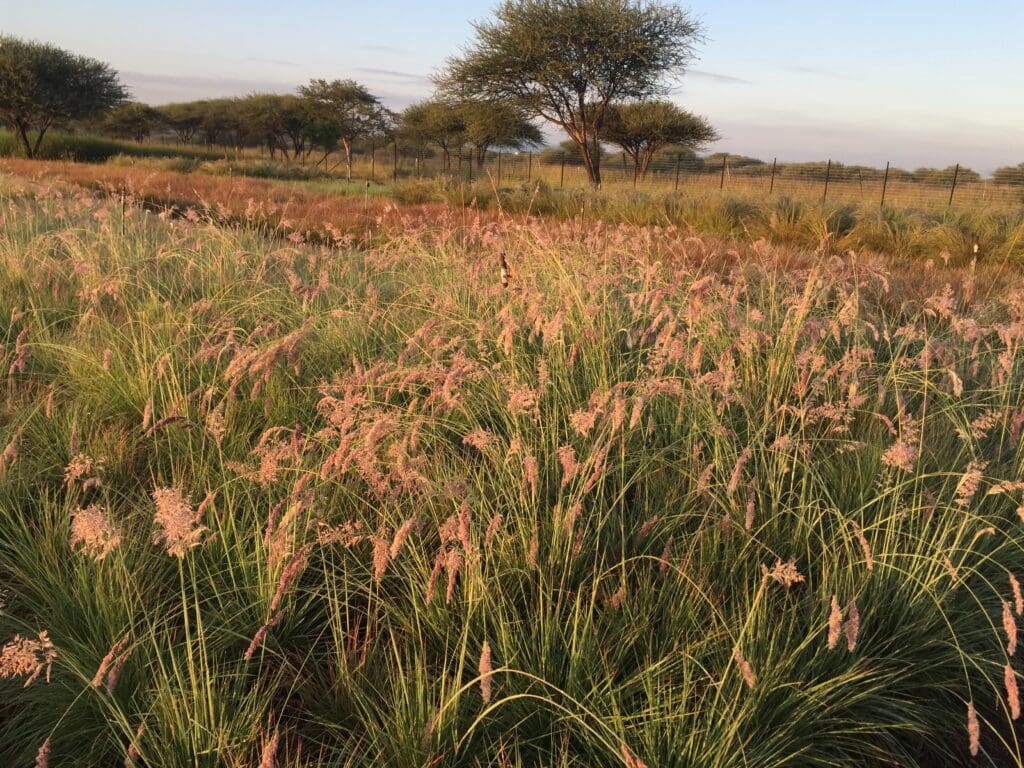 grass ecological solutions