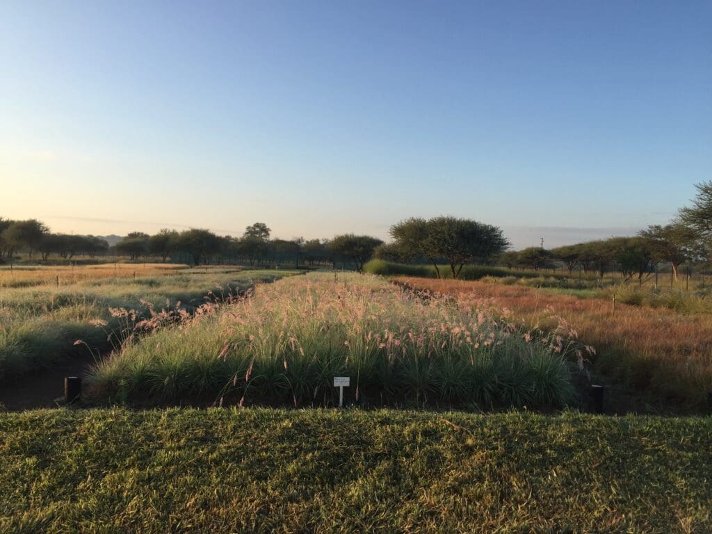 grass seeds and seed mixes for south africa
