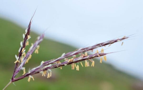 Andropogon appendiculatus - Image 2
