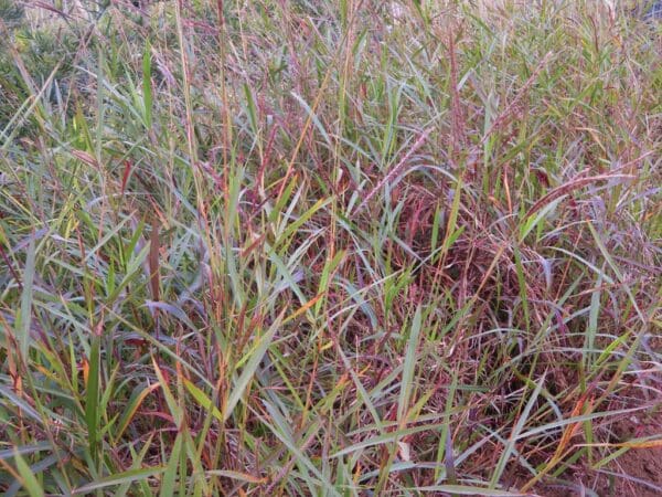 Andropogon appendiculatus