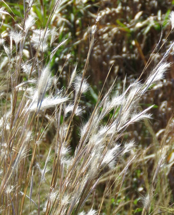 Andropogon eucomus