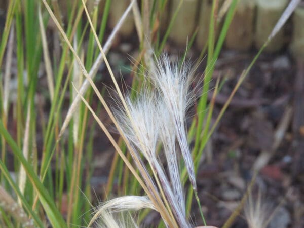 Andropogon eucomus - Image 2