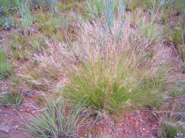 Aristida aequiglumis