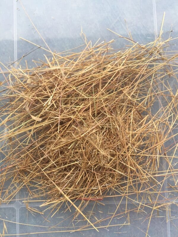 Aristida aequiglumis - Image 2