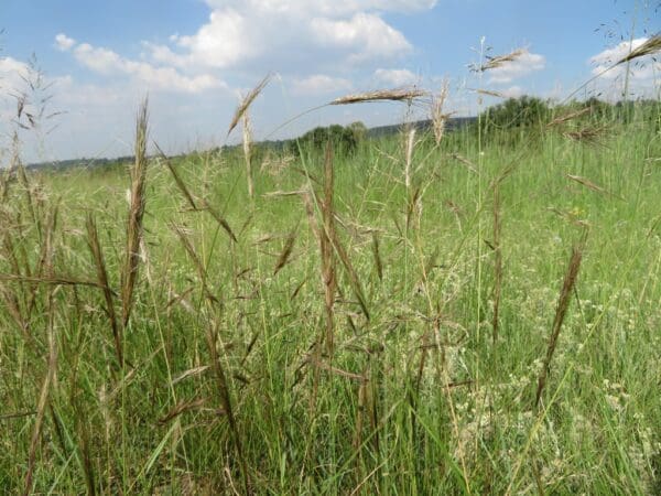 Aristida congesta - Image 2