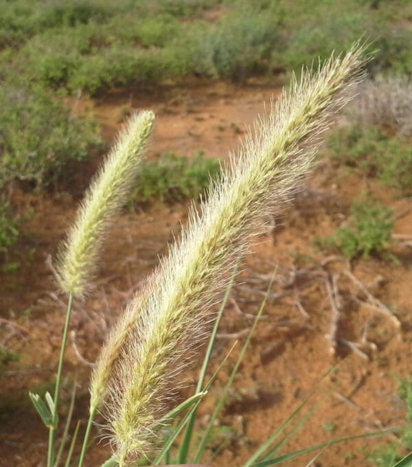 Cenchrus ciliaris - Image 3