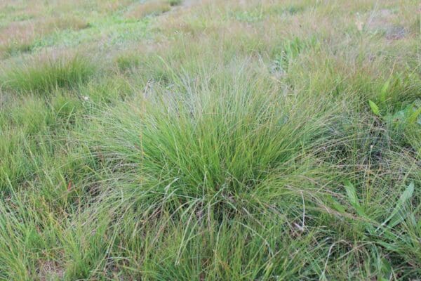 Eragrostis curvula