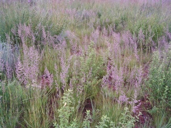 Eragrostis gummiflua