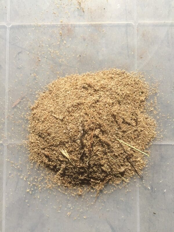 Eragrostis gummiflua - Image 5