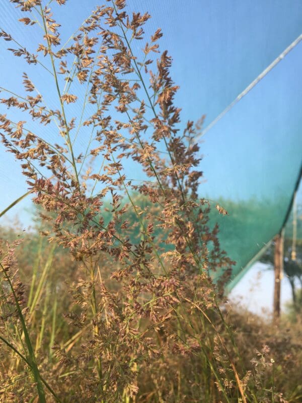 Eragrostis gummiflua - Image 4