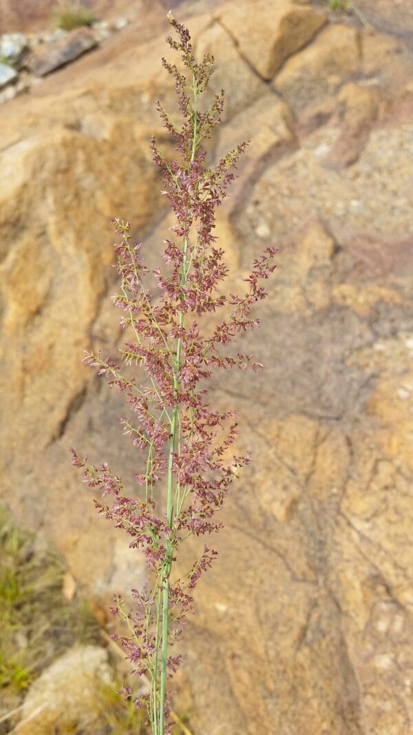 Eragrostis gummiflua - Image 3