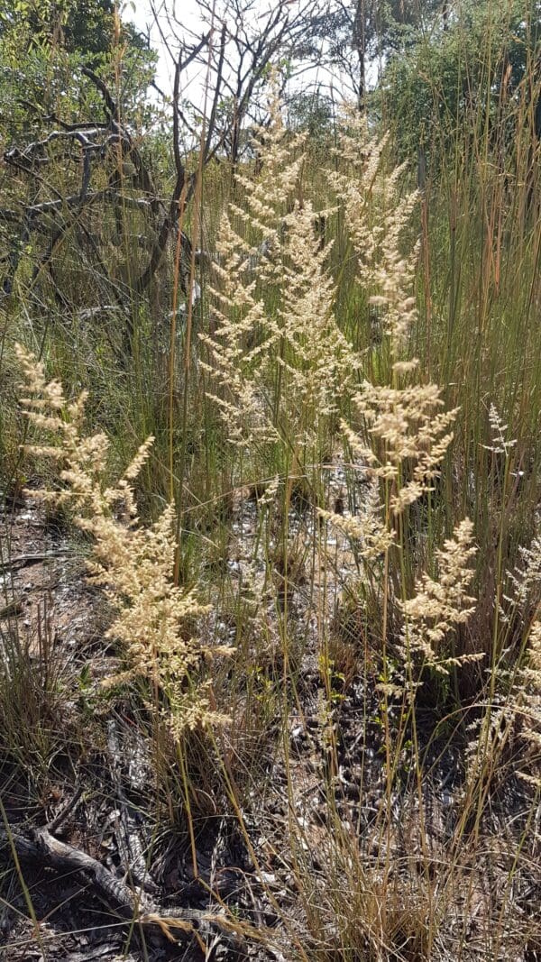 Eragrostis gummiflua - Image 2