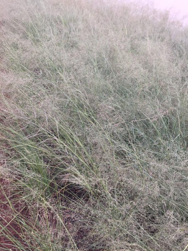 Eragrostis chloromelas