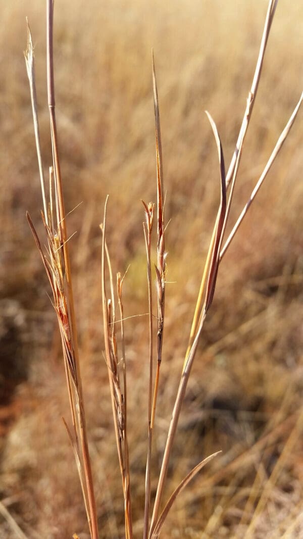Schizachyrium sanguineum - Image 3