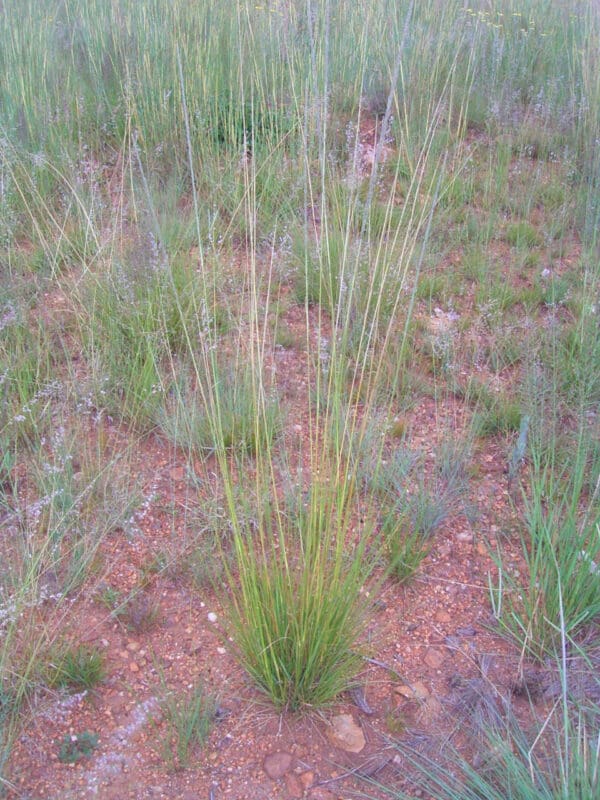 Sporobolus africanus - Image 2
