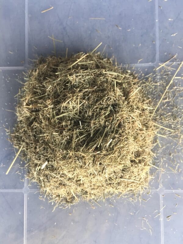 Eragrostis chloromelas - Image 3