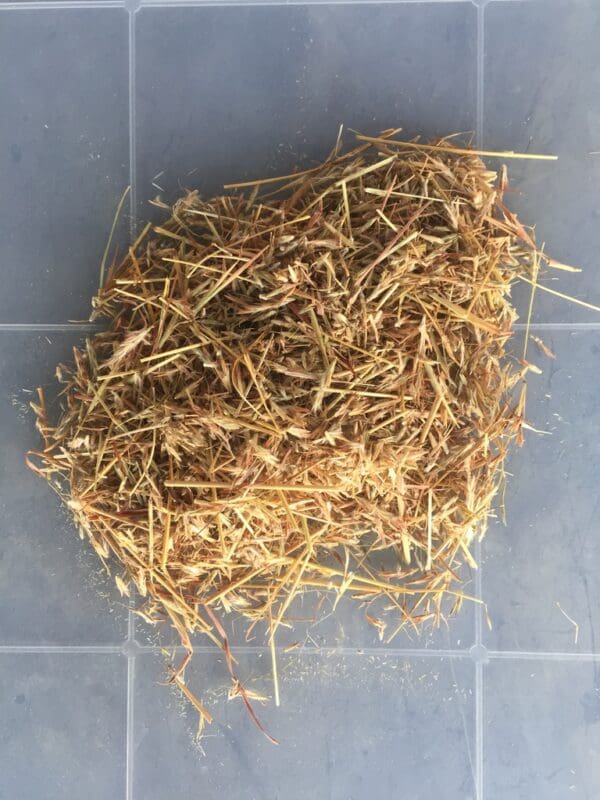 Cymbopogon plurinodes - Image 2