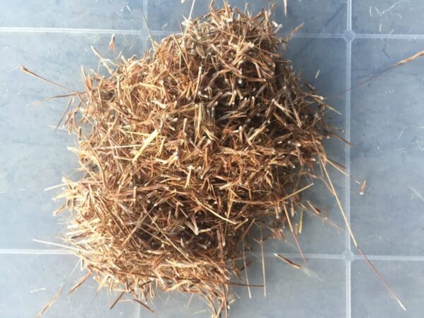 Schizachyrium sanguineum - Image 6