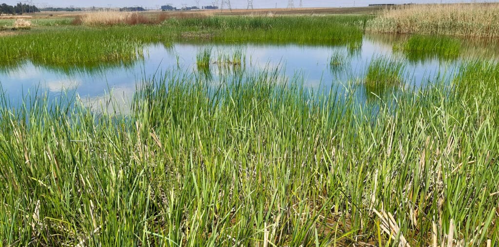 grass and grass seed supplier - contact diverse ecological solutions for more