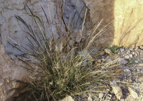 Aristida adscensionis