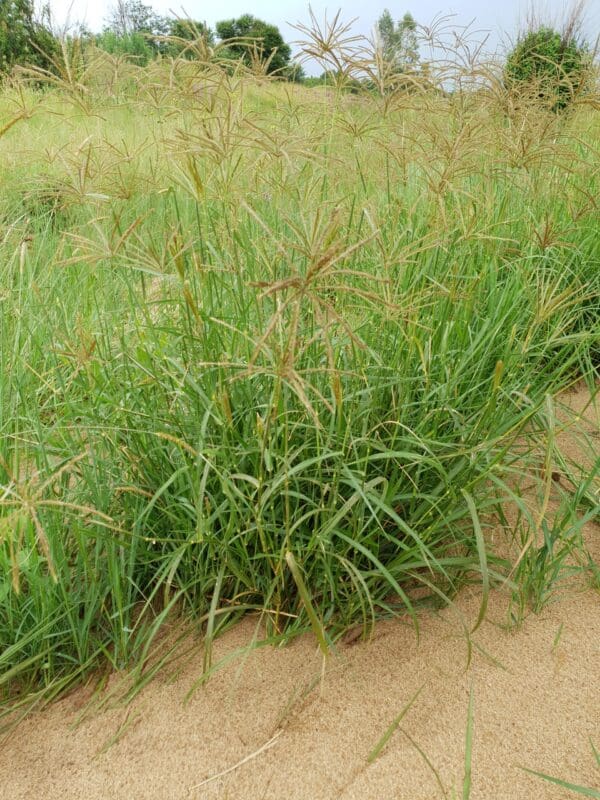 Chloris gayana