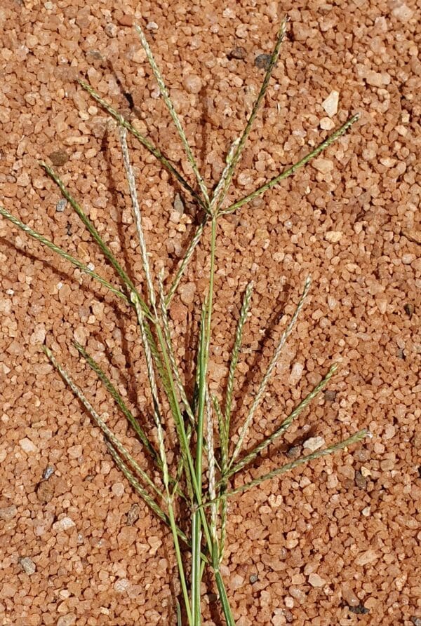 Cynodon dactylon - Image 3