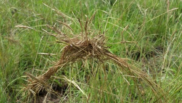 Heteropogon contortus - Image 3