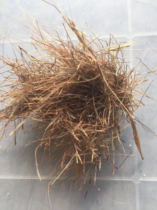 Heteropogon contortus - Image 4