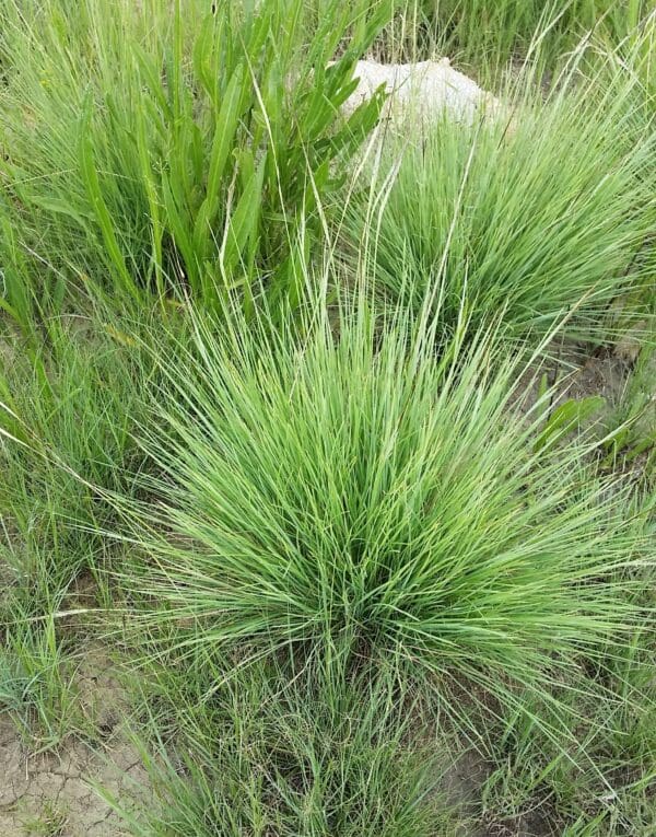 Heteropogon contortus